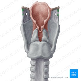 Ligamentum thyrohyoideum laterale (Seitliches Schildknorpel-Zungenbein-Band); Bild: Yousun Koh