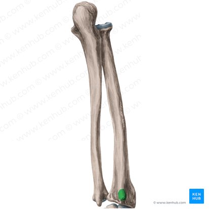 Dorsal radial tubercle (Tuberculum dorsale radii); Image: Yousun Koh