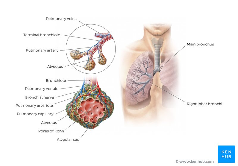 Alveoli anatomy