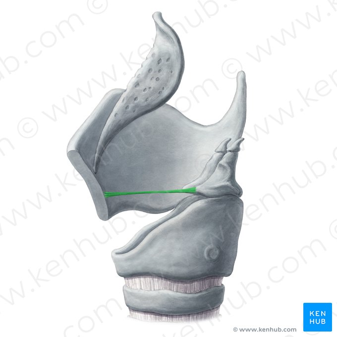 Ligament vocal (Ligamentum vocale); Image : Yousun Koh