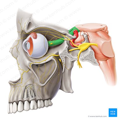 Nervio óptico (Nervus opticus); Imagen: Paul Kim