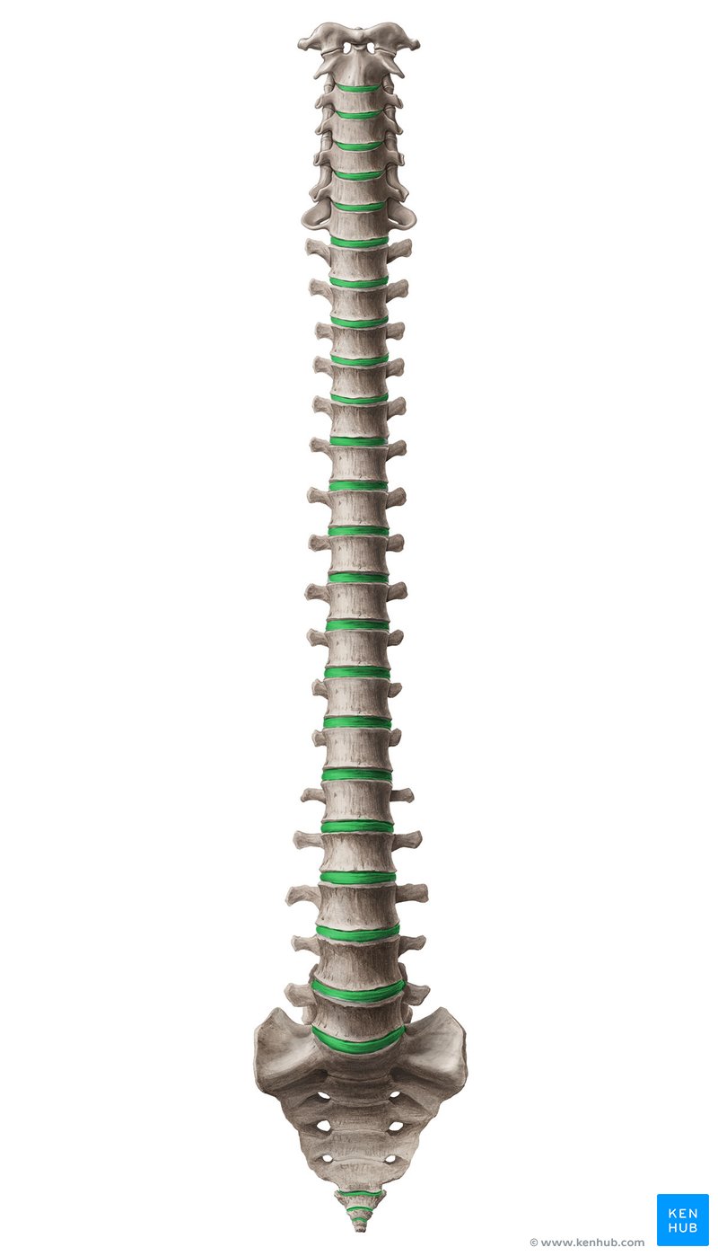 Intervertebral disc - ventral view