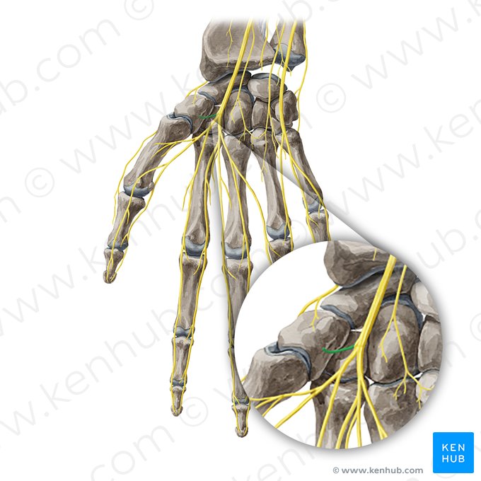 Recurrent branch of median nerve (Ramus recurrens nervi mediani); Image: Yousun Koh