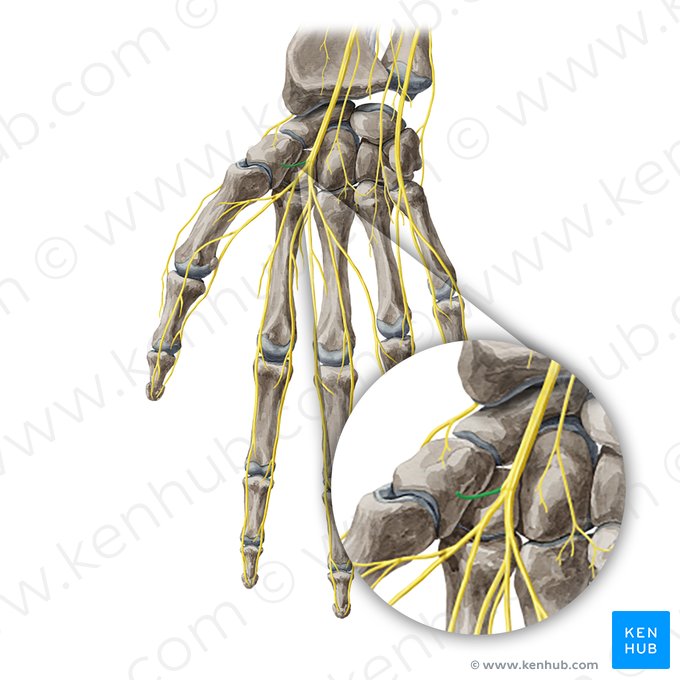Ramo recorrente do nervo mediano (Ramus recurrens nervi mediani); Imagem: Yousun Koh