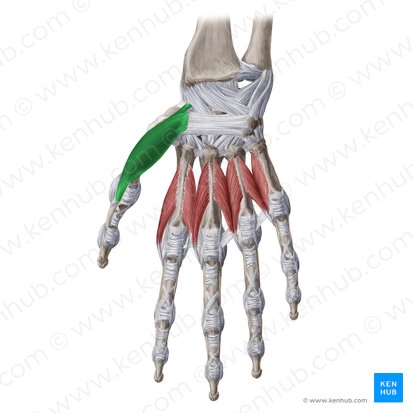 Musculus abductor pollicis brevis (Kurzer Daumenspreizer); Bild: Yousun Koh