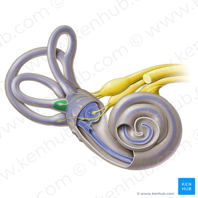 Ampulla membranacea lateralis (Membranöse Ampulle des seitlichen Bogengangs); Bild: Paul Kim