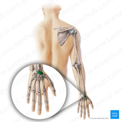 Scaphoid bone (Os scaphoideum); Image: Paul Kim