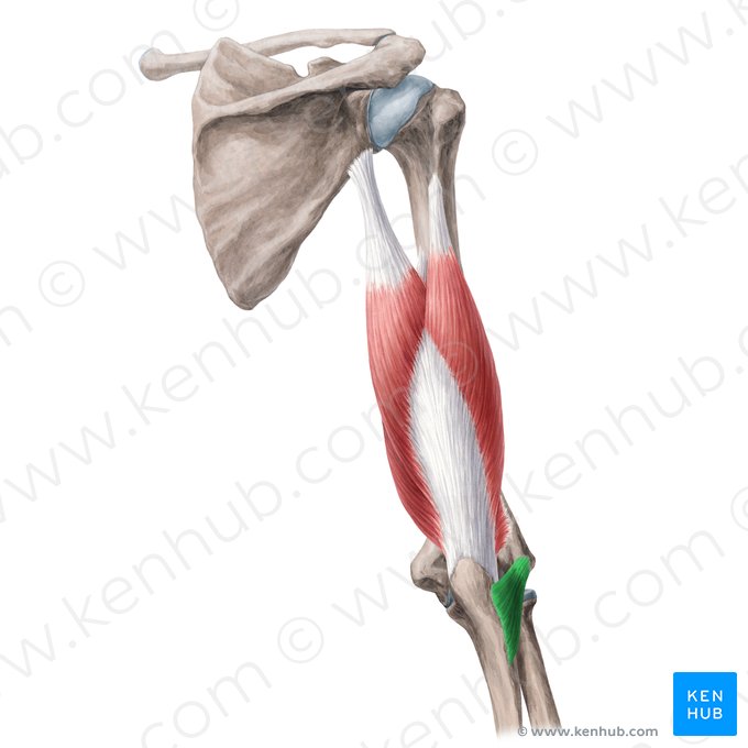 Musculus anconeus (Knorrenmuskel); Bild: Yousun Koh