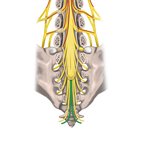 Nervus coccygeus