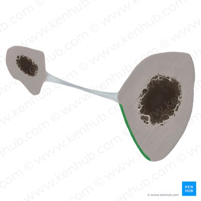 Superfície lateral da tíbia (Facies lateralis tibiae); Imagem: Tal Bavli Ziv