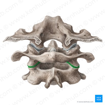 Articulação atlantoaxial lateral (Articulatio atlantoaxialis lateralis); Imagem: Liene Znotina