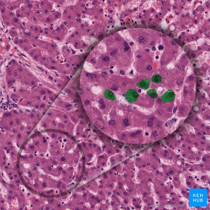 Hepatocito (Hepatocytus); Imagen: 