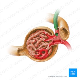 Arteriola glomerularis afferens corpusculi renalis (Afferente glomeruläre Arteriole der Niere); Bild: Paul Kim