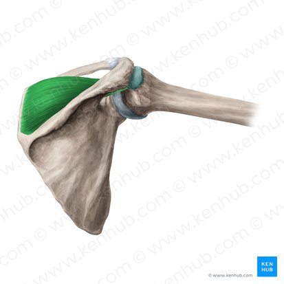 Músculo supraespinoso (Musculus supraspinatus); Imagen: Yousun Koh