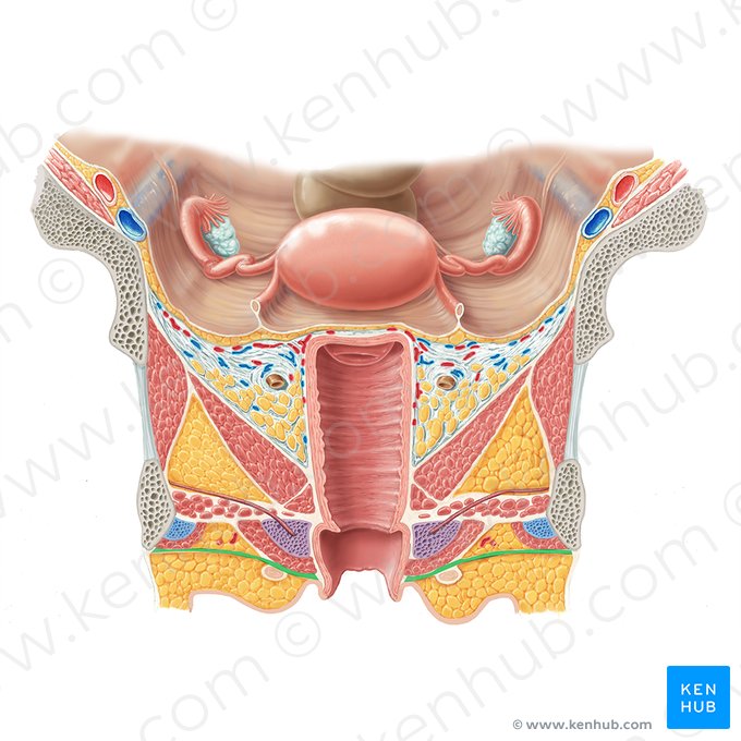 Fáscia perineal (Fascia perinei); Imagem: Samantha Zimmerman