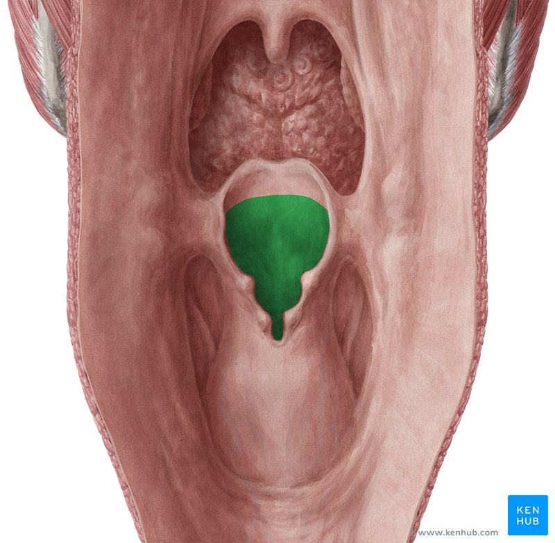 Intróito laríngeo - vista posterior