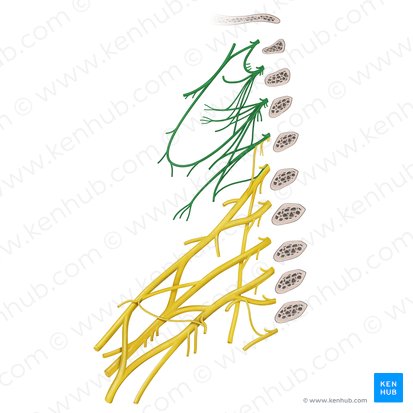 Plexus cervicalis (Halsgeflecht); Bild: Begoña Rodriguez