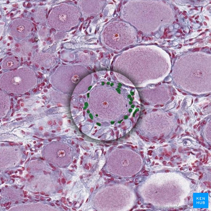 Satellite cells - histological slide