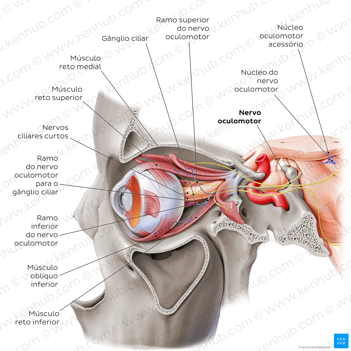 Oculomotor, abducens, and trochlear nerves (lateral-left view)