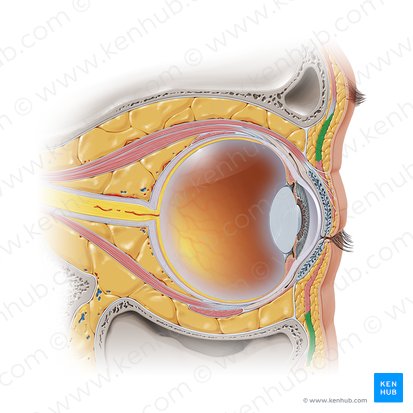 Porción orbitaria del músculo orbicular del ojo (Pars orbitalis musculi orbicularis oculi); Imagen: Paul Kim