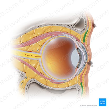 Orbital part of orbicularis oculi muscle (Pars orbitalis musculi orbicularis oculi); Image: Paul Kim