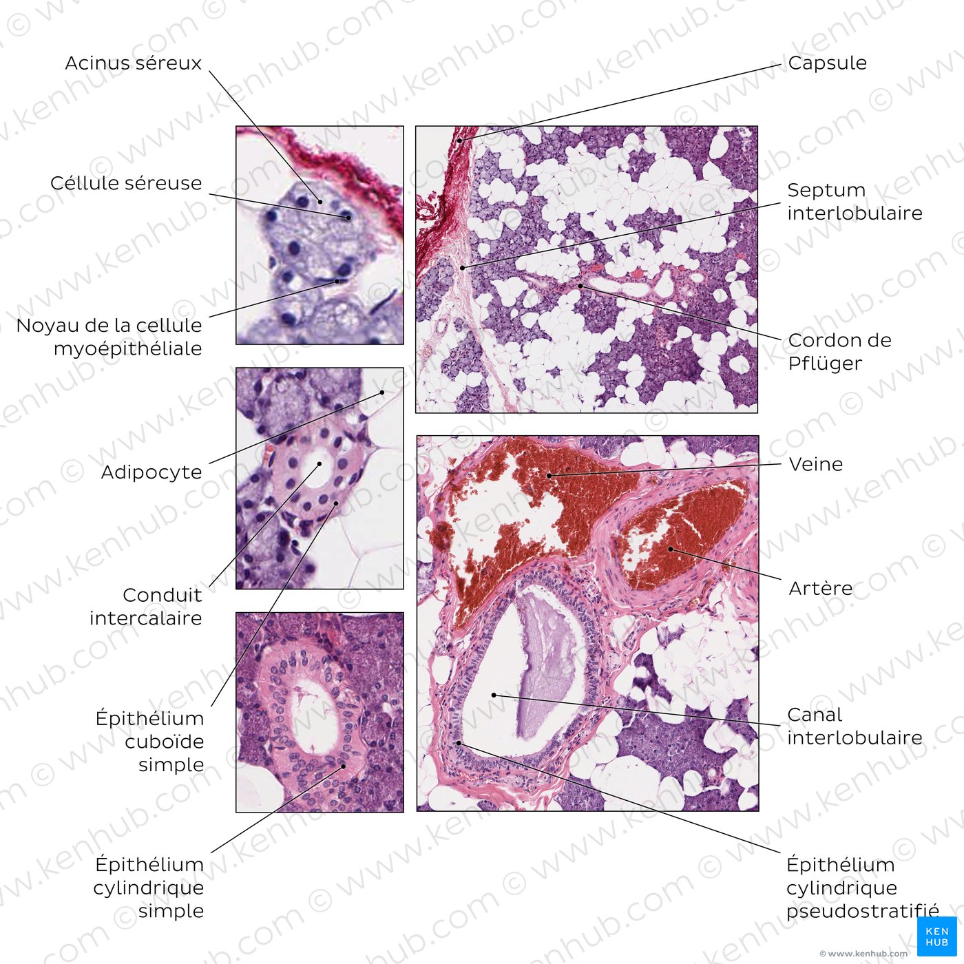 Parotid gland. Stain: H&E.