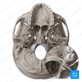 Lesser palatine foramen (Foramen palatinum minus); Image: Yousun Koh