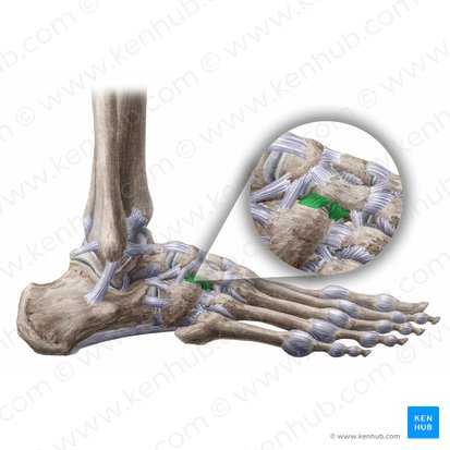 Ligamentum cuneocuboideum dorsale (Rückseitiges Keilbein-Würfelbein-Band); Bild: Liene Znotina