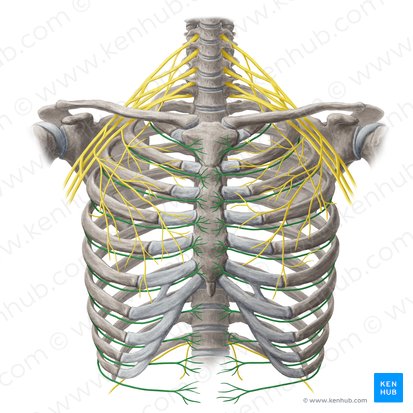 Intercostal nerve (Nervus intercostalis); Image: Yousun Koh