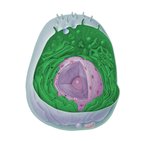 Cytoplasm