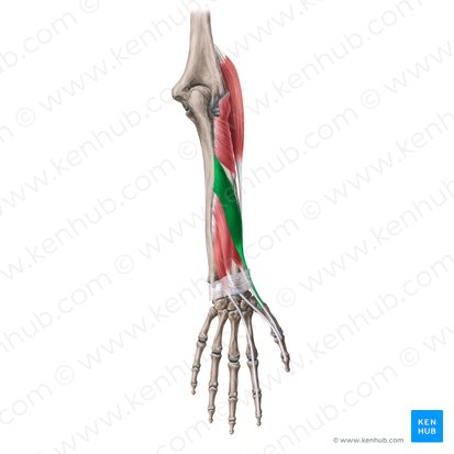 Músculo abductor largo del pulgar (Musculus abductor pollicis longus); Imagen: Yousun Koh