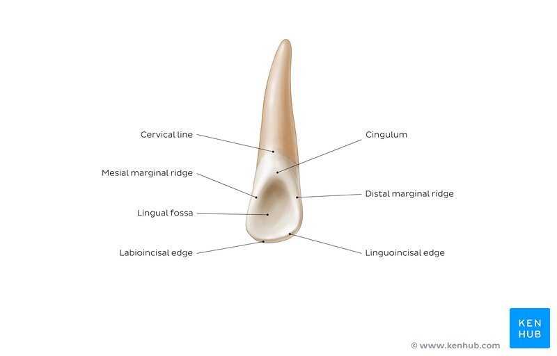  Lingual view of a maxillary lateral incisor: diagram