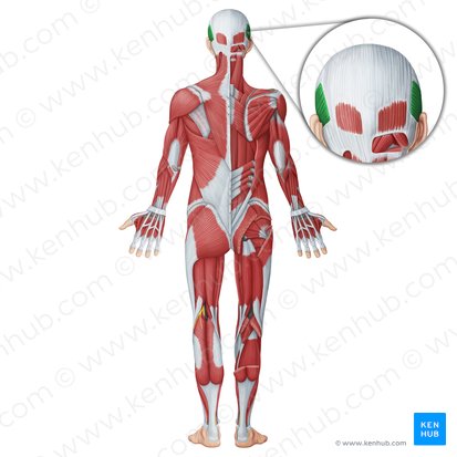 Músculo temporal (Musculus temporalis); Imagen: Irina Münstermann