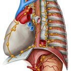 Thoracic duct