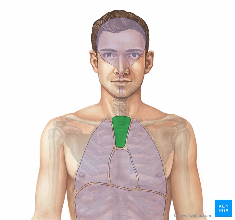 Superior mediastinum - ventral view