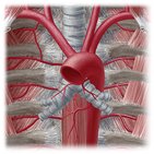 Arteries of the thorax