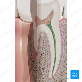 Root canal (Canalis radicis dentis); Image: Paul Kim