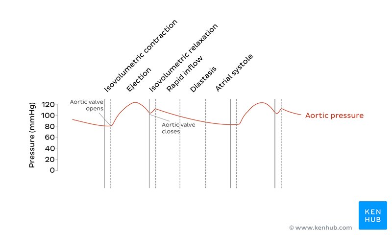 The curve of aortic pressure on Wiggers diagram