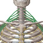 Plexus brachialis