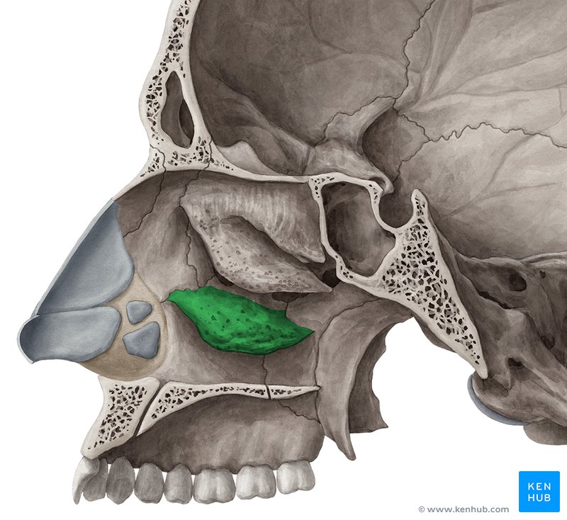 Concha nasal inferior (verde) - vista medial