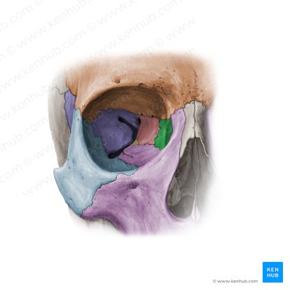 Lacrimal bone (Os lacrimale); Image: Paul Kim