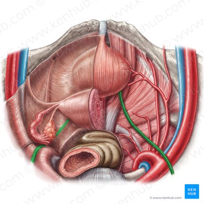 Pars pelvica ureteris (Beckenteil des Harnleiters); Bild: Irina Münstermann