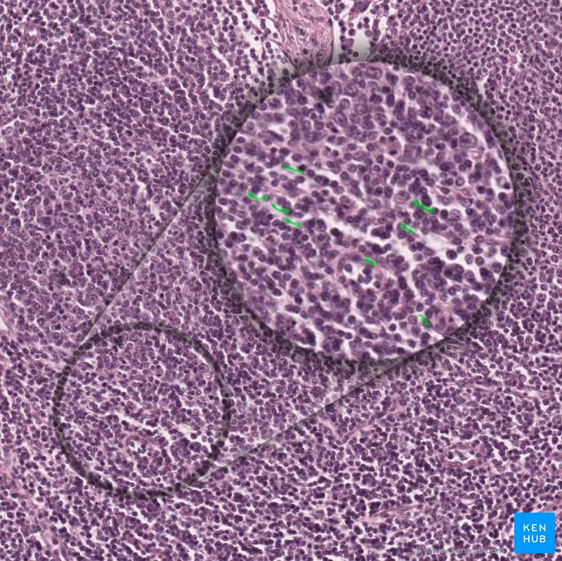 Interdigitierende dendritische Zellen (histologisches Präparat)