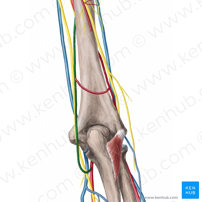 Superior ulnar collateral artery (Arteria collateralis ulnaris superior); Image: Yousun Koh