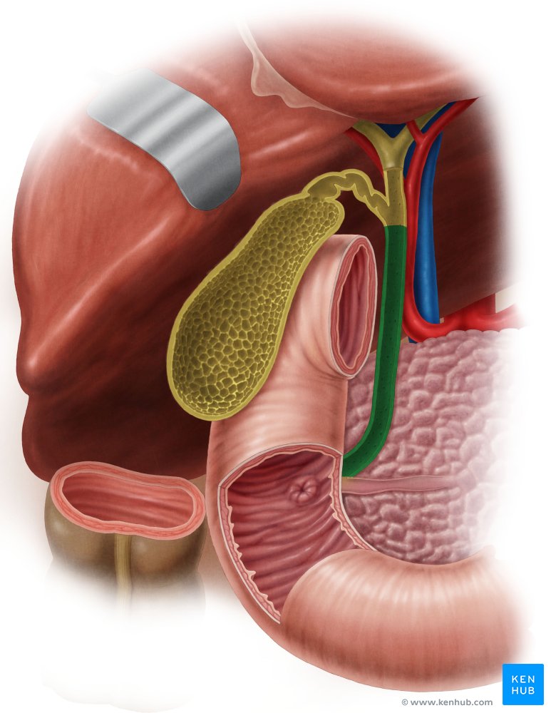 Common bile duct - ventral view