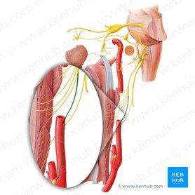 Carotid sinus nerve (Nervus sinus carotidis); Image: Paul Kim