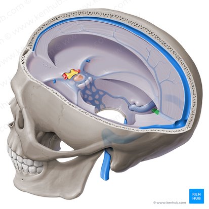 Great cerebral vein (Vena magna cerebri); Image: Paul Kim