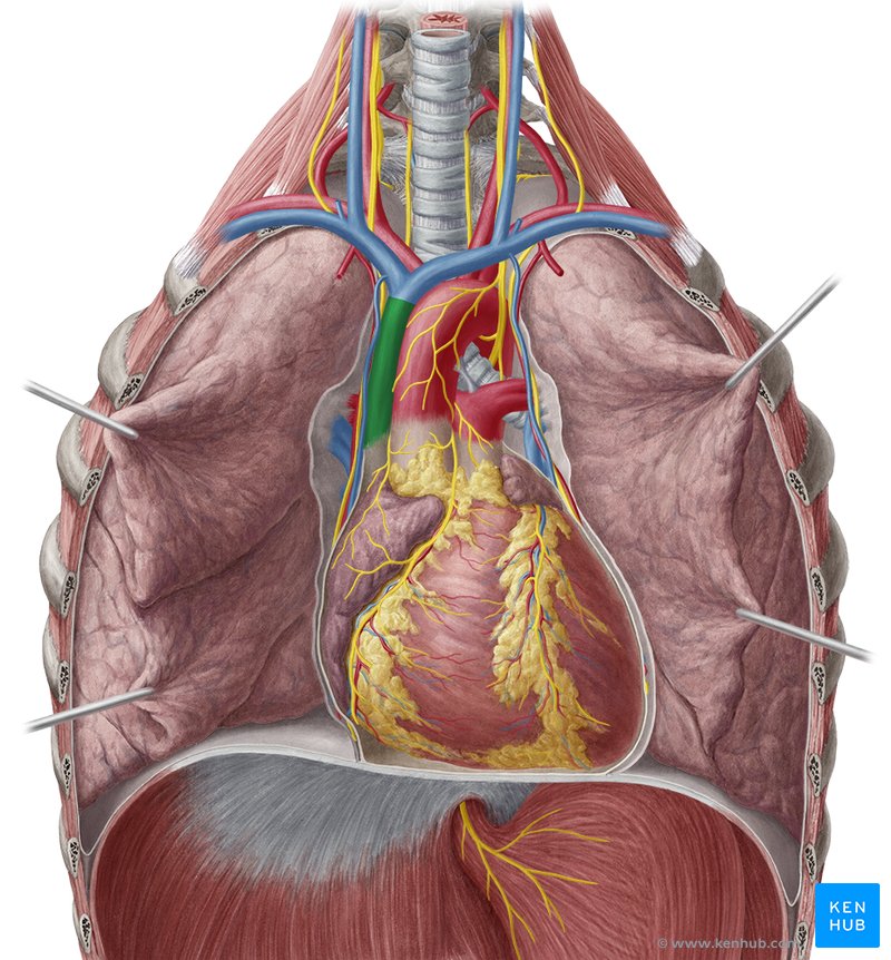 Superior vena cava anatomy