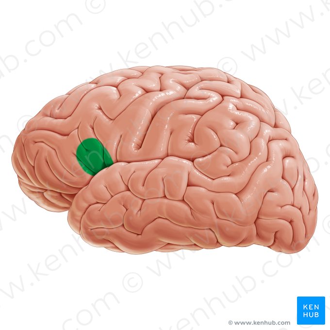 Aire de Broca (Area Broca); Image : Paul Kim