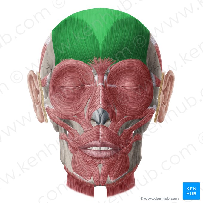 Musculus frontalis & galea aponeurotica (Stirnmuskel und Sehnenhaube); Bild: Yousun Koh